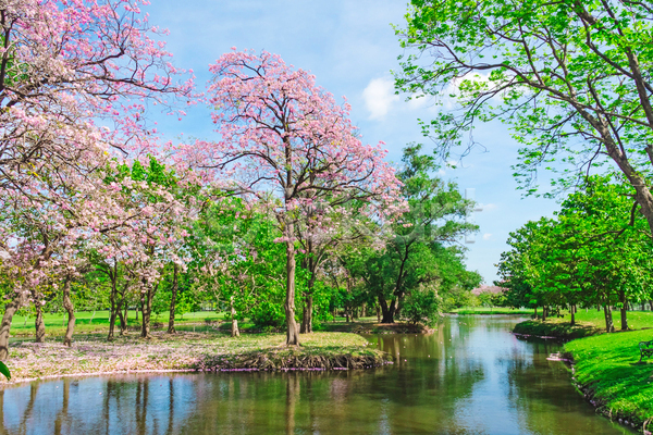 사람없음 JPG 포토 해외이미지 공원 나무 물 반사 방콕 벚꽃 봄 야외 자연 주간 태국 풍경(경치) 하늘 호수