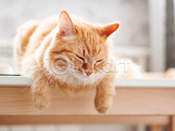사람없음 JPG 포토 해외이미지 고양이 낮잠 반려동물 반려묘 실내 친절 탁자 한마리 햇빛