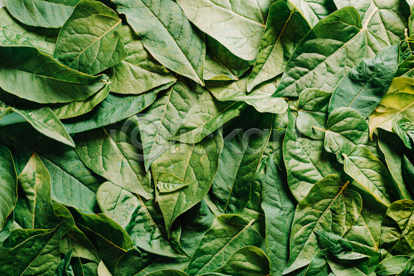 사람없음 JPG 포토 해외이미지 백그라운드 잎 자연 초록색 풀(식물)