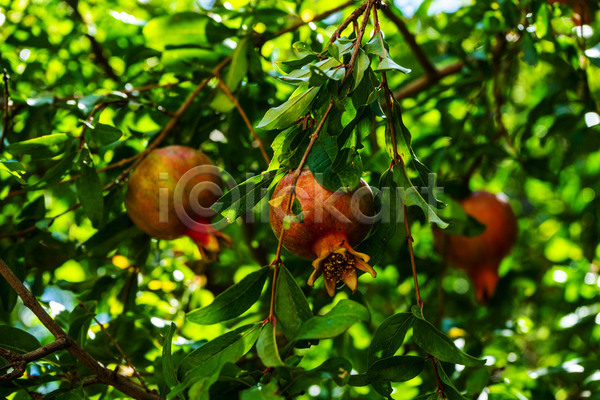 사람없음 JPG 아웃포커스 포토 해외이미지 석류 석류나무 야외 주간