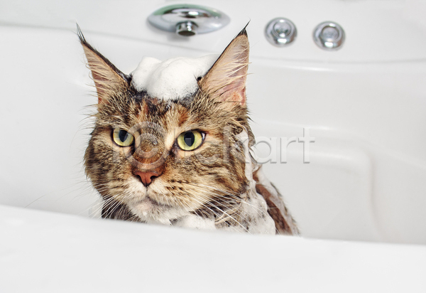 사람없음 JPG 포토 해외이미지 고양이 동물 메인쿤 목욕 반려묘 욕실 젖음 펫케어 한마리