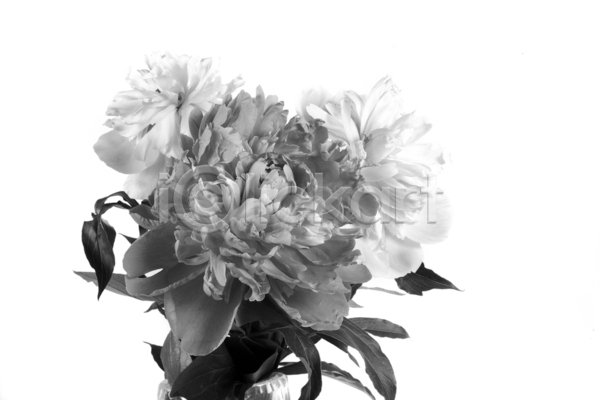 사람없음 JPG 포토 해외이미지 개화 검은색 계절 고립 꽃 꽃다발 꽃무늬 꽃잎 내추럴 디자인 백그라운드 벚꽃 봄 식물 여름(계절) 잎 자연 작약 정원 흰색