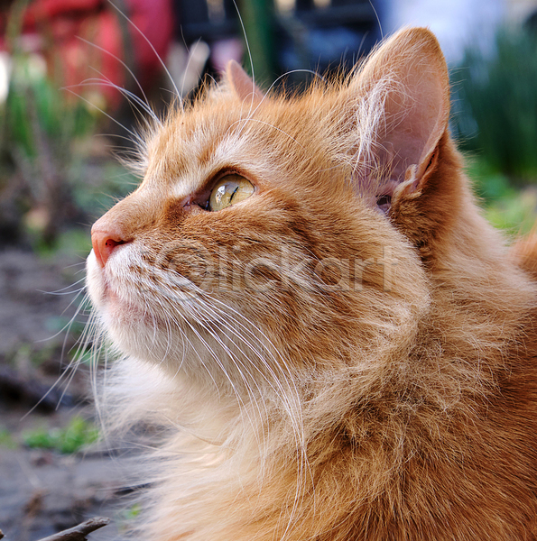 귀여움 사람없음 JPG 근접촬영 아웃포커스 포토 해외이미지 갈색 고양이 반려동물 반려묘 야외 올려보기 주간 한마리
