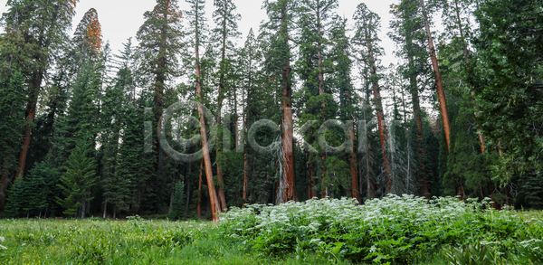 사람없음 JPG 포토 해외이미지 거인 관목 나무 날씨 내추럴 목재 미국 소나무 숲 식물 야외 여름 여행 옛날 자연 전나무 초록색 캘리포니아 큼 풍경 해외포토 황무지 휴가