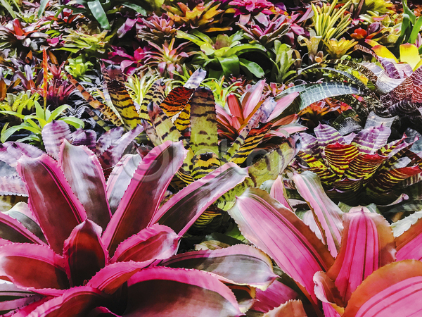 사람없음 JPG 포토 해외이미지 나무 내추럴 백그라운드 벽지 봄 분홍색 빨간색 식물 여름(계절) 원예 잎 자연 장식 정원 줄기 질감 초록색 컬러풀 패턴
