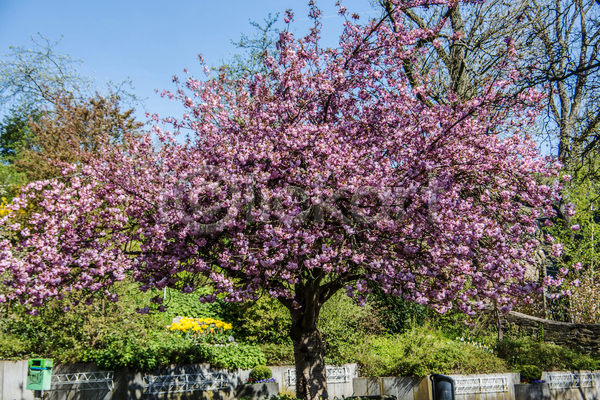 사람없음 JPG 포토 해외이미지 공원 관목 나뭇가지 벚꽃 보라색 봄 부활절 분홍색 초록색 파란색 하늘