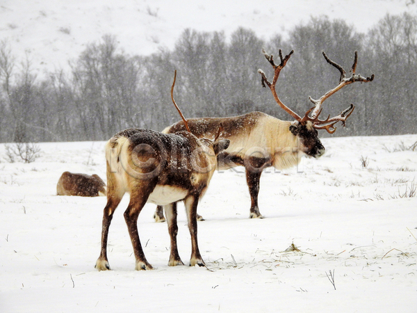 사람없음 JPG 포토 해외이미지 겨울 노르웨이 사슴 스칸디나비아 야생동물 야외 주간 풍경(경치)