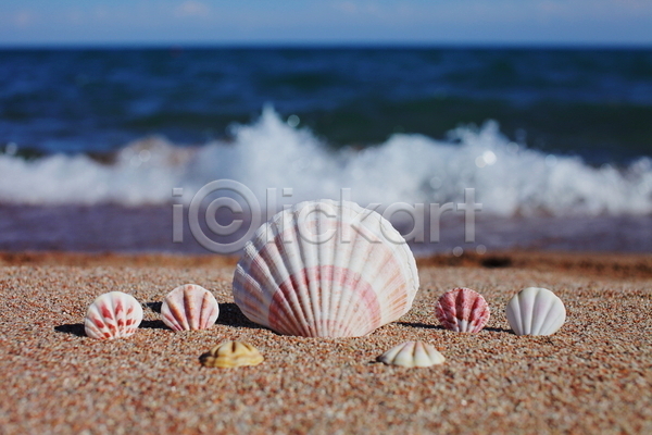 사람없음 JPG 포토 해외이미지 모래 야외 여름(계절) 조개껍데기 주간 해변