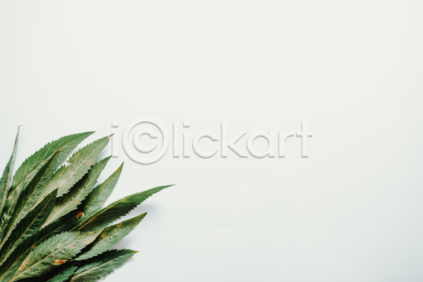 사람없음 JPG 포토 해외이미지 미니멀 백그라운드 실내 잎 초록색 카피스페이스 풀(식물) 흰색