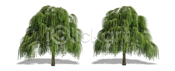 고독 성장 사람없음 JPG 포토 해외이미지 1 계절 고립 그늘 나무 나뭇가지 낙엽 내추럴 백그라운드 봄 생태학 숲 식물 싱글 야외 에코 엘리먼트 여름 열대우림 옛날 오브젝트 유기농 잎 자르기 자연 줄기 초록색 추상 큼 해외포토 환경 흰색