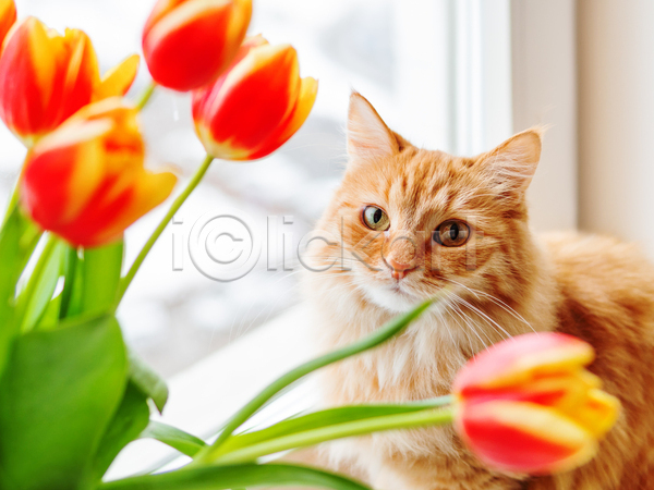 사람없음 JPG 포토 해외이미지 고양이 꽃 반려동물 반려묘 실내 응시 튤립 한마리