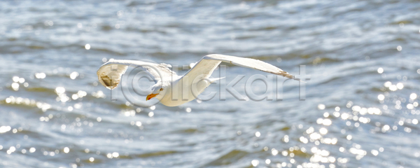 자유 침묵 평화 사람없음 JPG 포토 해외이미지 1 가로 갈매기 갸우뚱 구름 날개 내추럴 덮개 동물 무료 물 바다 바람 반사 배너 백그라운드 부리 비행 야생동물 우주 자연 조류 천국 태양 파란색 펼침 하늘 해외포토 햇빛 환경 흰색