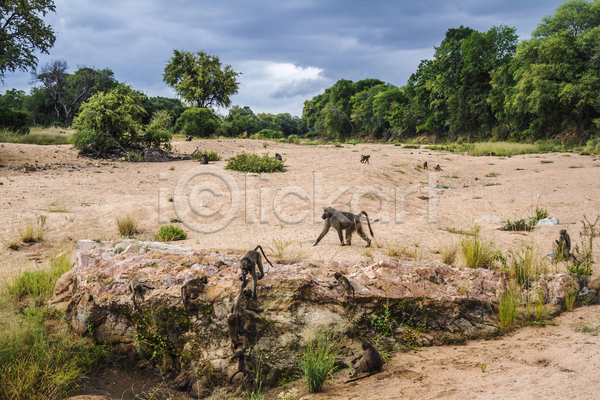 보호 사람없음 JPG 포토 해외이미지 가로 가족 강가 국립공원 그룹 남아프리카 동물 보츠와나 보호구역 사파리 서식지 아프리카 야생동물 원숭이 자연 포유류 풍경(경치) 황무지