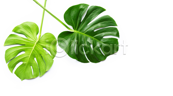 사람없음 JPG 포토 해외이미지 두개 몬스테라 실내 열대잎 흰배경