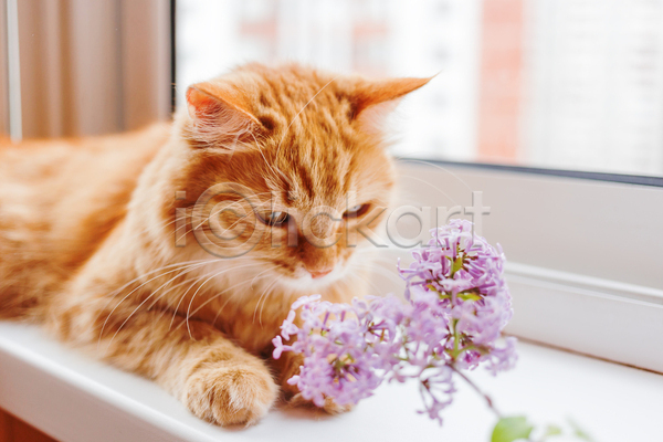 사람없음 JPG 포토 해외이미지 고양이 꽃 라일락 반려동물 반려묘 실내 엎드리기 한마리 향기