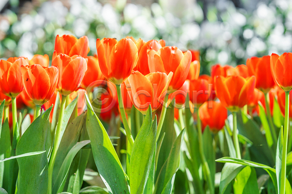 사람없음 JPG 포토 해외이미지 봄 야외 잎 정원 주황색 튤립 햇빛