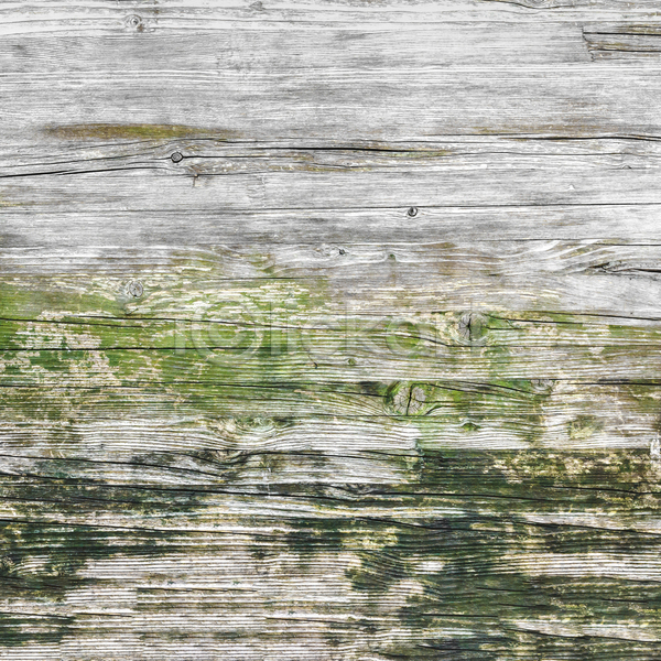 사람없음 JPG 포토 해외이미지 거친 곰팡이 그런지 나무 나무껍질 날씨 내추럴 널 목재 묘사 백그라운드 버섯 벽 복고 손상 수목 수확 숲 시골 식물 야외 옛날 울타리 이끼 자연 질감 초록색 추상 패턴 표면 해조류 환경 흰색