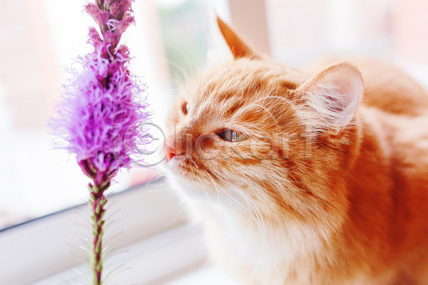 사람없음 JPG 포토 해외이미지 고양이 꽃 라일락 반려동물 반려묘 실내 창문 한마리 향기