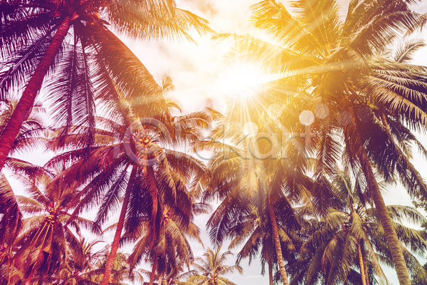 사람없음 JPG 포토 해외이미지 야외 야자수 여름(계절) 여름풍경 주간 햇빛