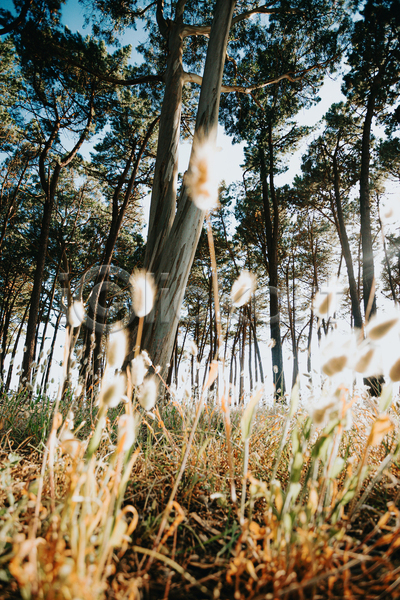 평화 휴식 사람없음 JPG 포토 해외이미지 경관 나무 숲속 야외 울창 자연 잔디 주간 풀(식물) 풍경(경치)