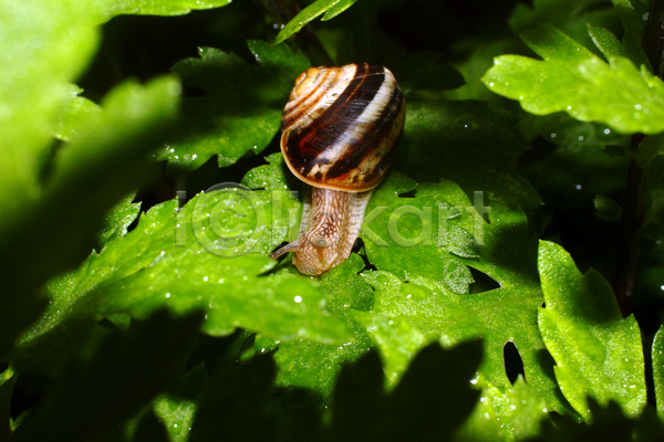 사람없음 JPG 포토 해외이미지 그림자 달팽이(동물) 야외 잎 주간 풀(식물) 한마리