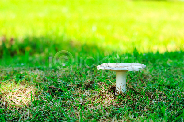 사람없음 JPG 근접촬영 포토 해외이미지 버섯 비(날씨) 숲속 야외 자연 잔디 주간