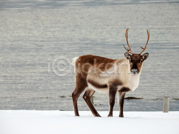 사람없음 JPG 포토 해외이미지 겨울 노르웨이 사슴 스칸디나비아 야생동물 야외 주간 풍경(경치)