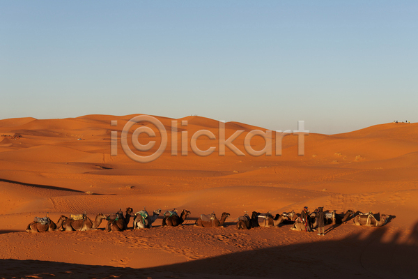 사람없음 JPG 포토 해외이미지 낙타 사막 사하라 야외 주간 주황색 풍경(경치) 하늘