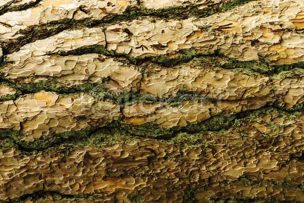 건조 사람없음 JPG 포토 해외이미지 갈색 거친 나무 나무껍질 내추럴 디자인 목재 묘사 백그라운드 소나무 식물 옛날 자연 질감 추상 패턴 표면 피부