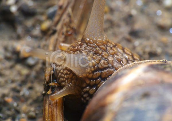 사람없음 JPG 근접촬영 소프트포커스 아웃포커스 포토 해외이미지 달팽이(동물) 더듬이 머리 야외 주간 한마리