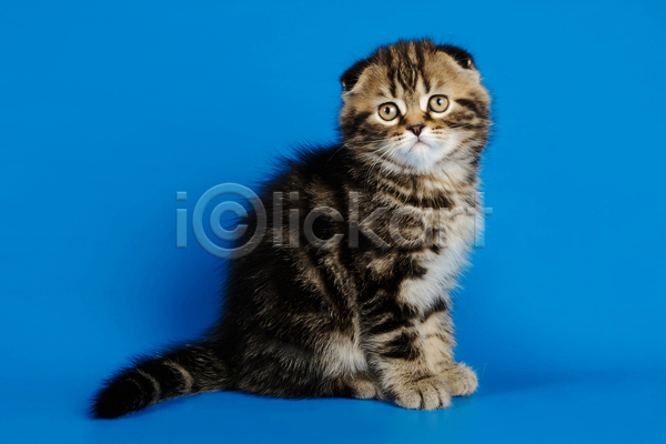 귀여움 사람없음 JPG 포토 해외이미지 고양이 반려동물 반려묘 새끼 스코티시폴드 실내 앉기 응시 파란배경 한마리