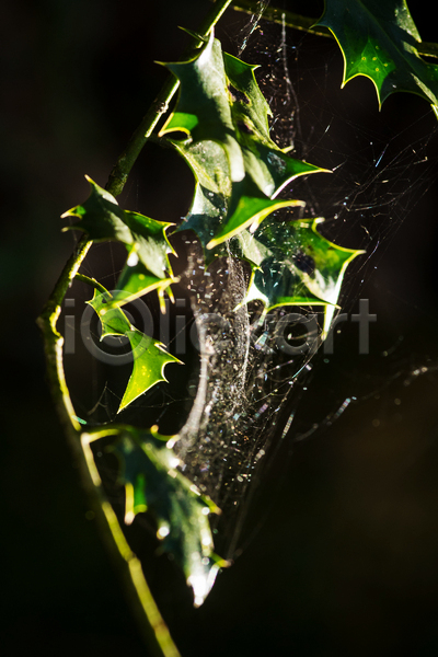 사람없음 JPG 포토 해외이미지 가을(계절) 거미 거미줄 겨울 곤충 그물 나무 나뭇가지 내추럴 물 백그라운드 봄 식물 아침 야외 여름(계절) 웹 잎 자연 질감 초록색 추상 태양 패턴