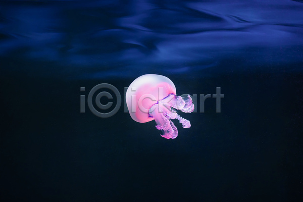 사람없음 JPG 포토 해외이미지 바닷속 분홍색 수중동물 자포동물 한마리 해파리