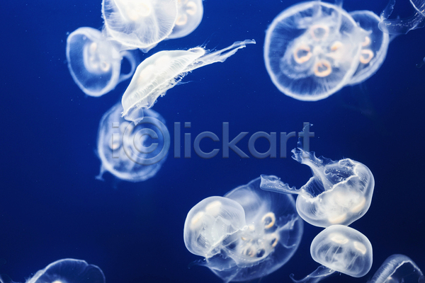 사람없음 JPG 포토 해외이미지 바닷속 수중동물 여러마리 자포동물 파란색 해파리 흰색