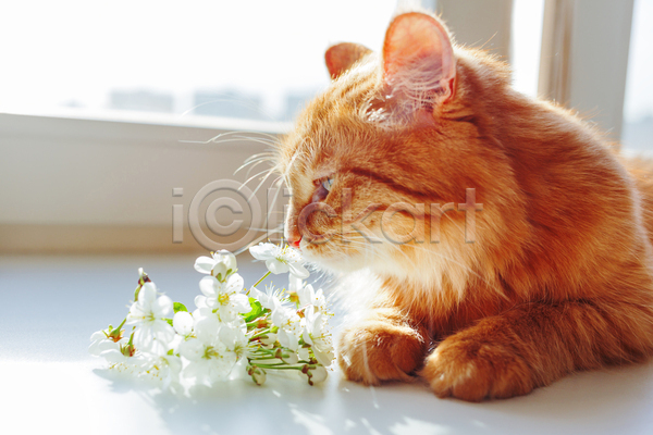 사람없음 JPG 포토 해외이미지 고양이 꽃 반려동물 반려묘 실내 엎드리기 한마리 향기