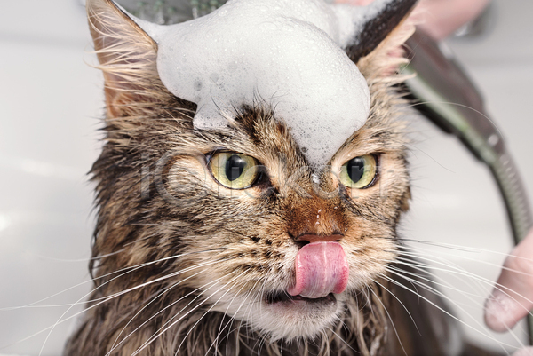 신체부위 JPG 포토 해외이미지 고양이 동물 메인쿤 목욕 반려묘 손 욕실 젖음 펫케어 한마리