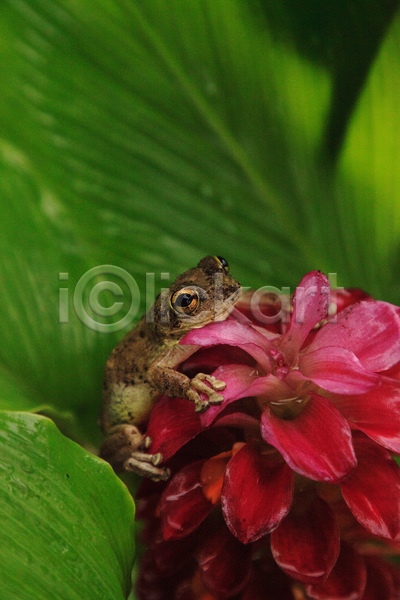 사람없음 아기 청소년 JPG 포토 해외이미지 개구리 꽃 동물 벚꽃 생강 야생동물 양서류 자연 정원 청개구리 플로리다