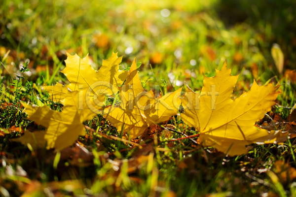 건조 사람없음 JPG 포토 해외이미지 10월 11월 9월 가을(계절) 갈색 계절 낙엽 내추럴 노란색 단풍 백그라운드 빨간색 식물 오렌지 잎 자연 자연백그라운드 초록색 컬러풀 황금