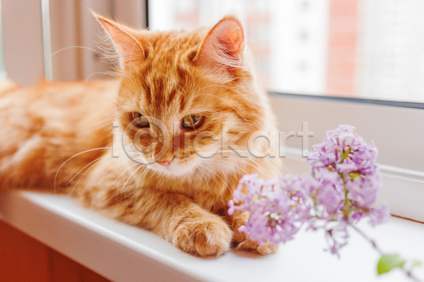 사람없음 JPG 포토 해외이미지 고양이 꽃 라일락 반려동물 반려묘 실내 엎드리기 창가 한마리 향기