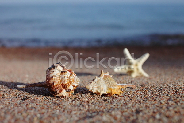 사람없음 JPG 아웃포커스 포토 해외이미지 모래 불가사리 소라 야외 여름(계절) 주간 해변