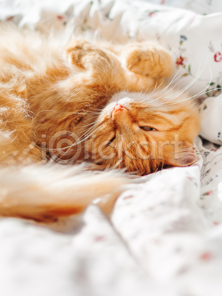 사람없음 JPG 포토 해외이미지 고양이 반려동물 반려묘 실내 안락 이불 침대 카피스페이스 한마리 햇빛