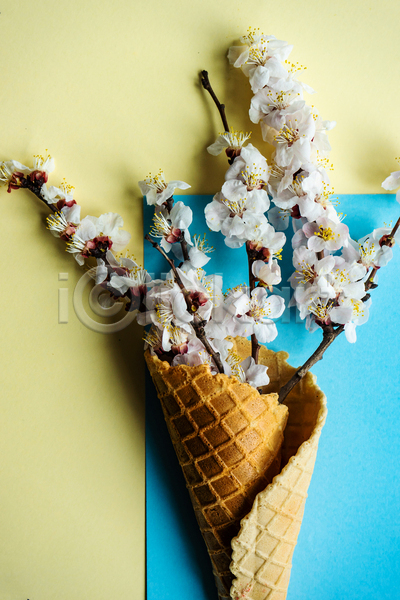 사람없음 JPG 포토 해외이미지 꽃가지 노란배경 담기 벚꽃 아이스크림콘 와플 파란배경 파스텔톤