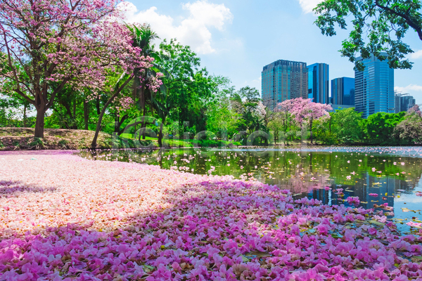 사람없음 JPG 포토 해외이미지 건물 공원 나무 도시 물 반사 방콕 벚꽃 봄 야외 자연 주간 태국 풍경(경치) 하늘 호수