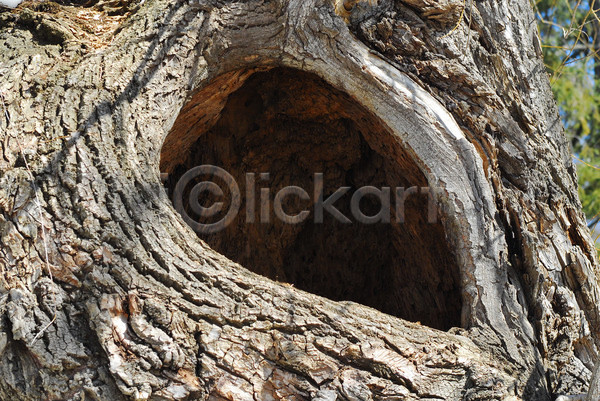 사람없음 JPG 포토 해외이미지 갈색 구멍 나무 나무껍질 낙엽 내추럴 둥지 목재 숲 식물 썩음 야외 옛날 자연 큼 환경 회색