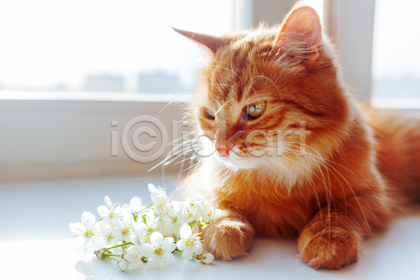 사람없음 JPG 포토 해외이미지 고양이 꽃 반려동물 반려묘 실내 엎드리기 창문 한마리 향기
