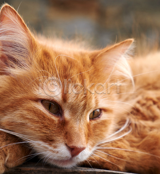 귀여움 사람없음 JPG 근접촬영 아웃포커스 포토 해외이미지 갈색 고양이 반려동물 반려묘 한마리