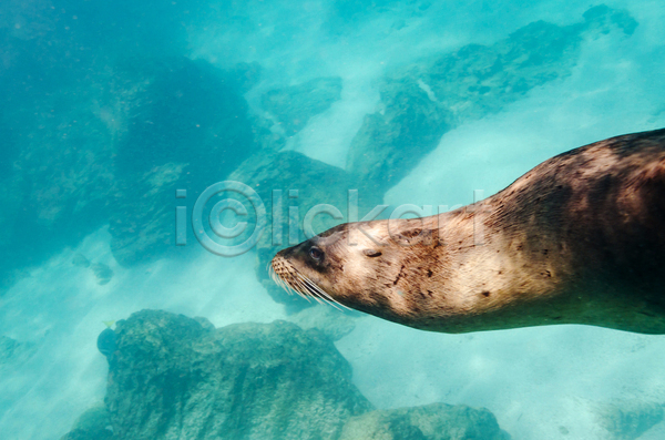 사람없음 JPG 포토 해외이미지 갈라파고스 남아메리카 동물 바다 섬 야생동물 에콰도르 자연 태평양 포유류