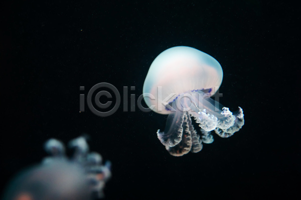 사람없음 JPG 소프트포커스 포토 해외이미지 바닷속 수중동물 자포동물 한마리 해파리 흰색