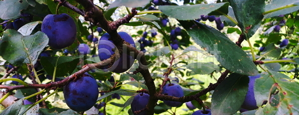 신선 사람없음 JPG 포토 해외이미지 건강 계절 과수원 과일 그룹 나무 나뭇가지 날것 내추럴 농업 농작물 농장 다발 많음 매달리기 밭일 보라색 수확 숙성 식물 야외 유기농 음식 잎 자두 자연 정원 초록색 파란색 해외포토