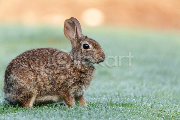 사람없음 JPG 아웃포커스 포토 해외이미지 야생동물 야외 응시 잔디 주간 토끼 한마리
